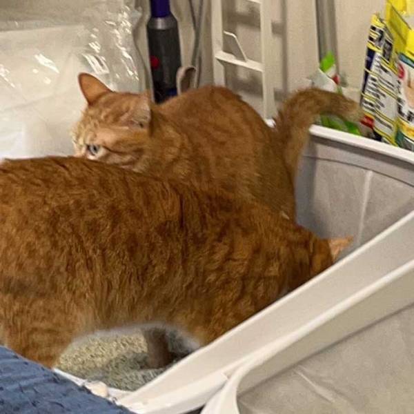 「今まさにそこから出てくるから！！！」　猫のハラハラする行動に、吹き出す！