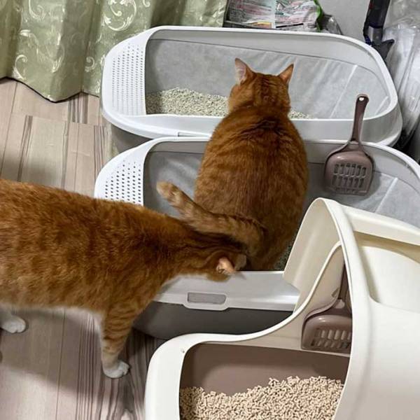 「今まさにそこから出てくるから！！！」　猫のハラハラする行動に、吹き出す！