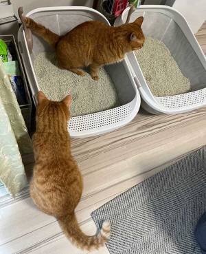 「今まさにそこから出てくるから！！！」　猫のハラハラする行動に、吹き出す！