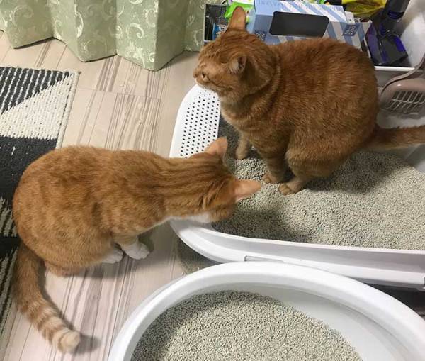 「今まさにそこから出てくるから！！！」　猫のハラハラする行動に、吹き出す！