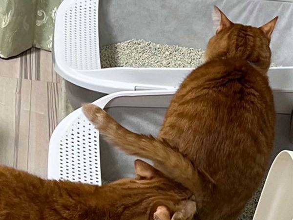 「今まさにそこから出てくるから！！！」　猫のハラハラする行動に、吹き出す！