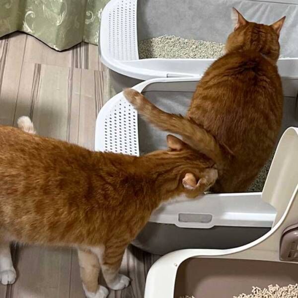 「今まさにそこから出てくるから！！！」　猫のハラハラする行動に、吹き出す！