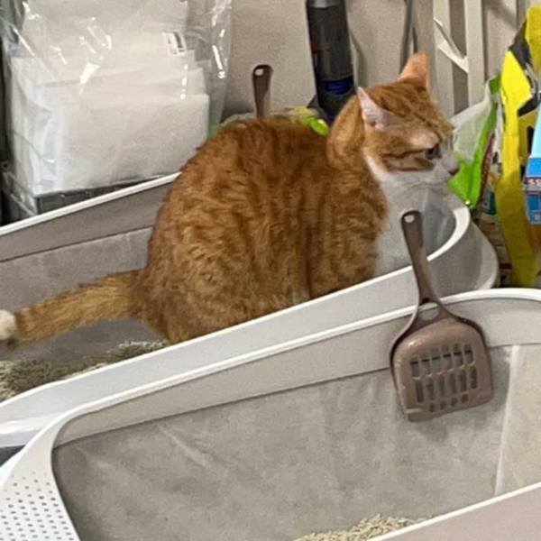 「今まさにそこから出てくるから！！！」　猫のハラハラする行動に、吹き出す！