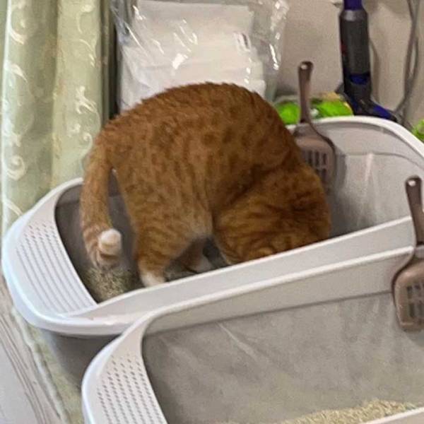 「今まさにそこから出てくるから！！！」　猫のハラハラする行動に、吹き出す！