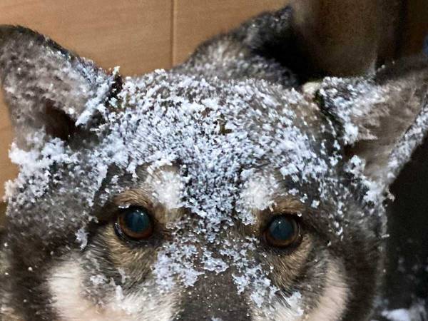 外出後、５分で帰宅した犬　「解せぬ」「なぜ教えてくれなかった」