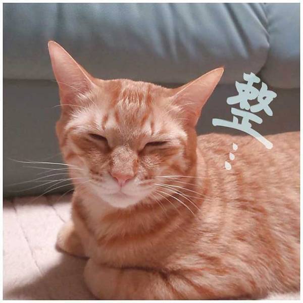 「気持ちよさそう」　リラックスする猫を見て、飼い主「まるで…」