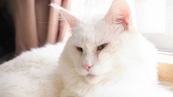 【『大奥』感想3話】堀田真由の清冽さが描く痛みのリアル