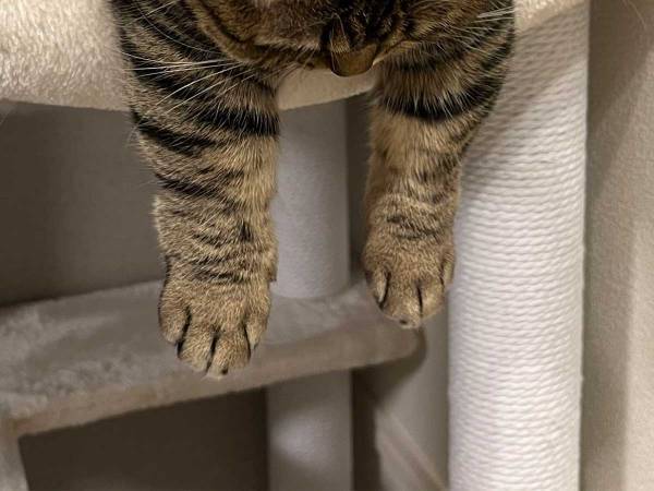 「仕事で疲れ果てた飼い主のマネ」　再現度の高さに思わず「ウソでしょ！」