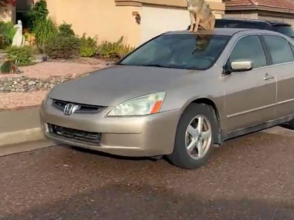 近所を車で走る女性　見慣れた風景の中、目にしたとんでもない『もの』とは？