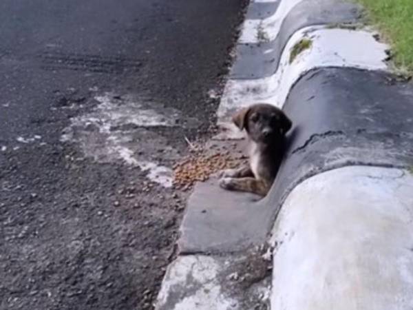 道路から顔を出していた子犬　数日後の姿に喜びの声「よかったね！」