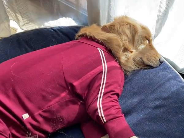 飼い主の出迎えを『寝過ごした』レトリバー　反応に「泣ける」「笑顔になれた」