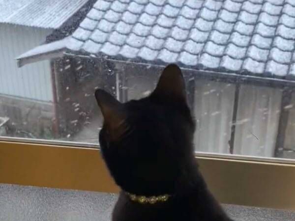 飼い主「あれは何かと必死に聞かれている気がする」　初めて雪を見た猫が？