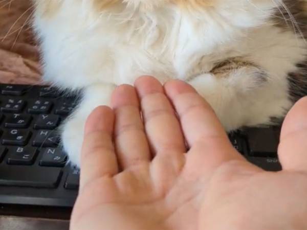猫に『お手』を猛特訓　結果、習得した芸がかわいすぎた！