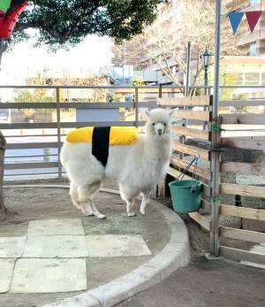 栃木のアルパカ、まさかの仮装が大人気　「発想が神ってる」