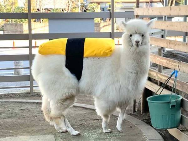 栃木のアルパカ、まさかの仮装が大人気　「発想が神ってる」