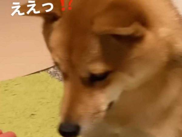 柴犬「どうしよう…」　おやつを食べようとしない愛犬　そのワケとは？