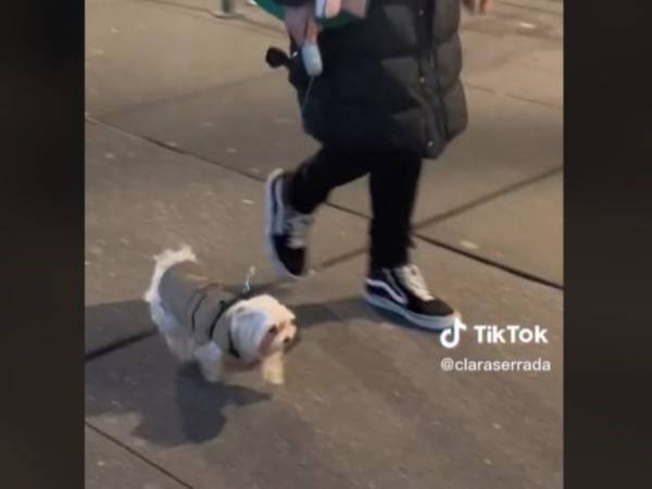 「ん？この声は！」　散歩中に飼い主が立っていたら？　犬の反応に「泣けた」