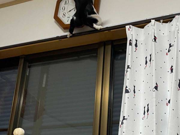 猫の体勢に「じわじわくる」　飼い主が撮ったベストショットがこちら！