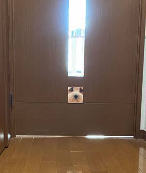 玄関から見えるリビングの扉　下を見ると？　「外に出られなくなっちゃう」