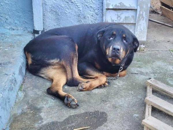 警官が保護した高齢犬　見つかった状況に「よくもこんなこと…」