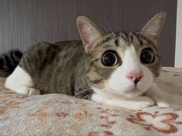 何かを見つめる猫　すると、次の瞬間…？　「クセになる動画」「キュンキュンする！」