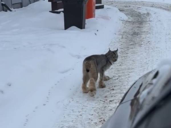 ファーストフード店を利用した女性　慌てて撮影した動画に「これはすごい」「クールだ」