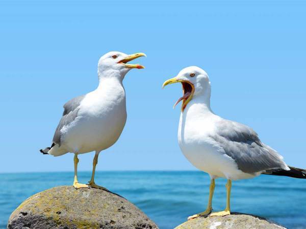 「お前には関係ない！」　ケンカをしている２羽のカモメ　男性が仲裁に入ると？