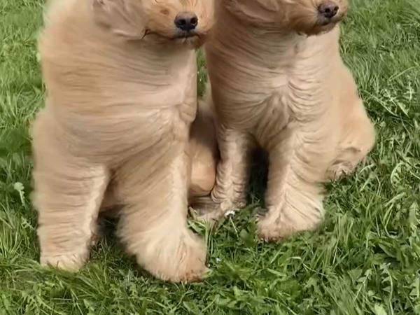 「嘘みたいな光景に笑っちゃった」　ゴージャスな毛が強風で？