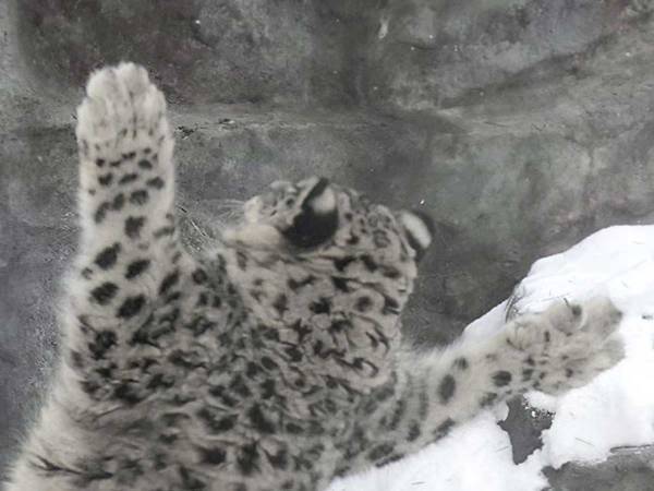 本気になった母親　漫画のようなポーズに「笑った！」「神ショット」