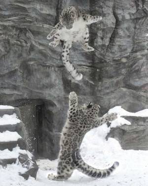 本気になった母親　漫画のようなポーズに「笑った！」「神ショット」