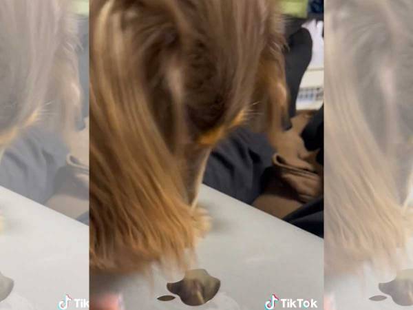 「食べられないよ！ムリムリ！」　必死に食べようとする犬の『お目当て』に吹き出す