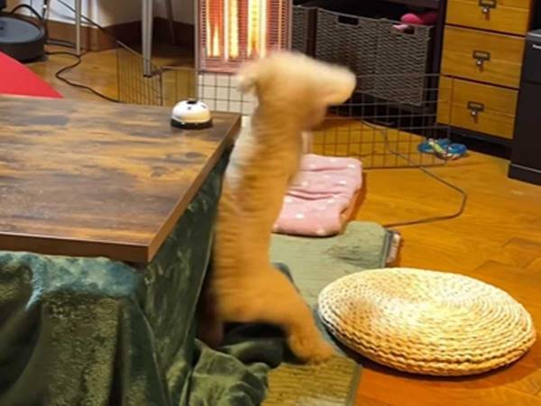 「盛大に笑った」　トイプードルの勢いの良さに１４万人が『いいね』