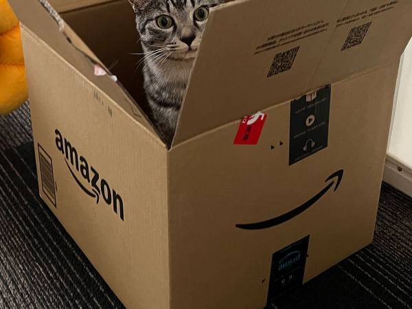ダンボールに入る猫の写真を投稿した飼い主　Amazonからメッセージが来て…！？