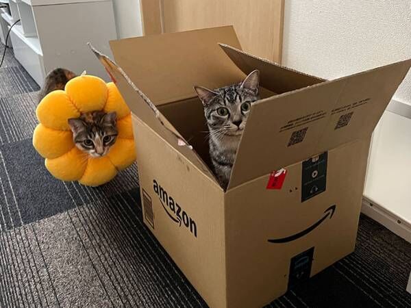 ダンボールに入る猫の写真を投稿した飼い主　Amazonからメッセージが来て…！？