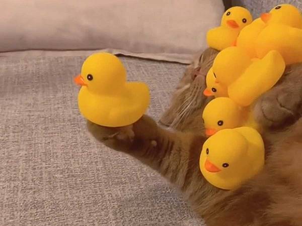 『前脚の角度』が奇跡的！　熟睡する猫の姿に「警戒心が皆無」「モテモテじゃん」