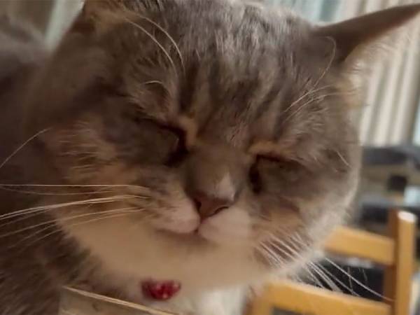 水を飲む猫の表情にツッコミ不可避　「水のCMに出演決定」「おじさんっぽい」