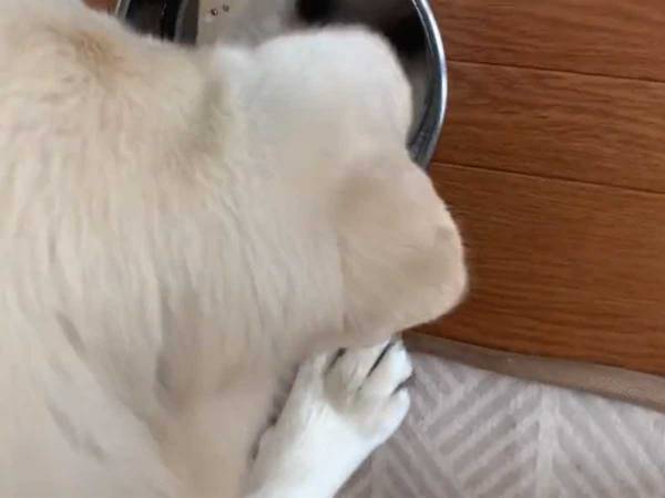 「かわいすぎてキュンとした！」　水を飲んでいた犬が、次の瞬間？