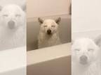 お風呂に入りたくない柴犬がまさかの行動！　かわいすぎる映像に悶絶注意