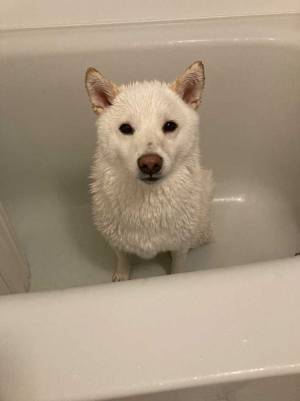 お風呂に入りたくない柴犬がまさかの行動！　かわいすぎる映像に悶絶注意