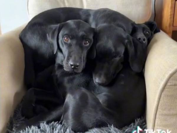 『犬は何匹いる？』クイズに夢中になる人が続出　「当たったことがない！」