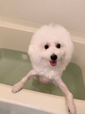 「昔の写真だけど、めっちゃ面白い」　飼い主が投稿した１枚が、こちら！