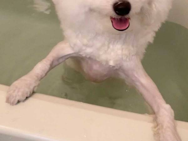 「昔の写真だけど、めっちゃ面白い」　飼い主が投稿した１枚が、こちら！