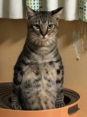 「猫のうんこ顔選手権」　絶妙な表情と姿勢に、吹き出す！