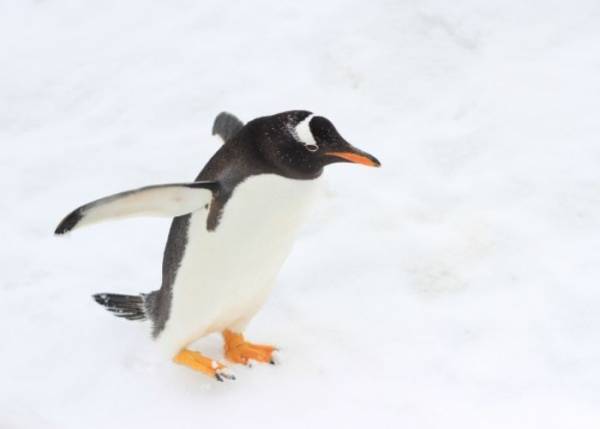 「人鳥」なんて読む？　ヒントはよちよち歩きのアレ