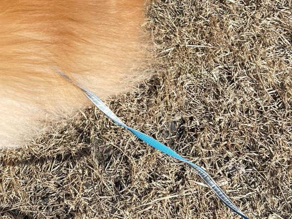 強風によりポメラニアンが…　原型をとどめていない姿に、さまざまな声が！