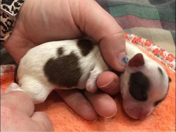 障がいがあり、母犬に拒絶された子犬　現在の姿に「美しい！」「奇跡だ」