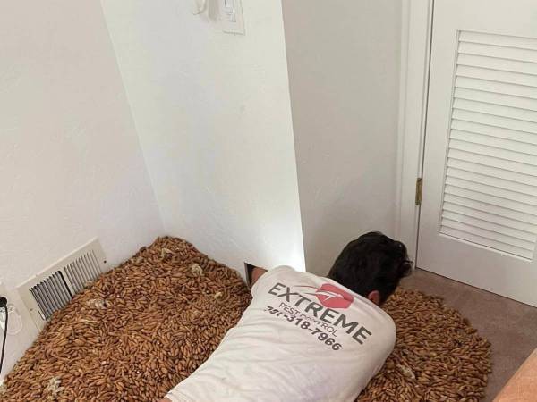 作業員「こんなの見たことない」　民家の壁から大量に出てきた『もの』に驚きの声