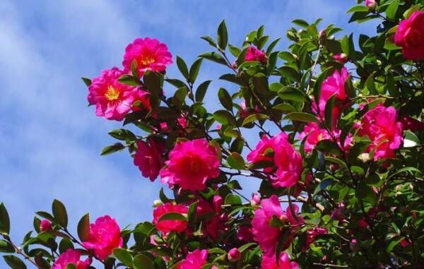 一年で一番寒い時季、花枯れの中で、懸命に花を咲かせている樹木『山茶花』