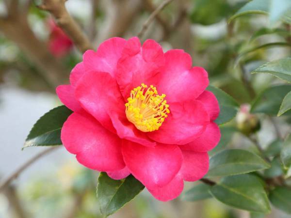 一年で一番寒い時季、花枯れの中で、懸命に花を咲かせている樹木『山茶花』