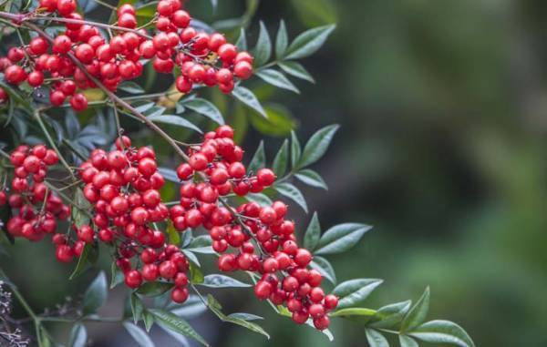 一年で一番寒い時季、花枯れの中で、懸命に花を咲かせている樹木『山茶花』